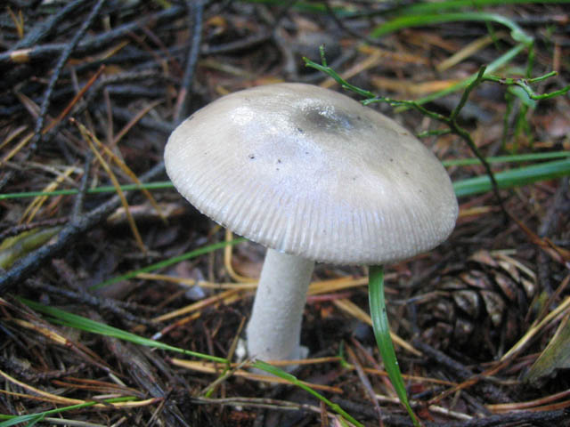 Quale ...Amanita !!!